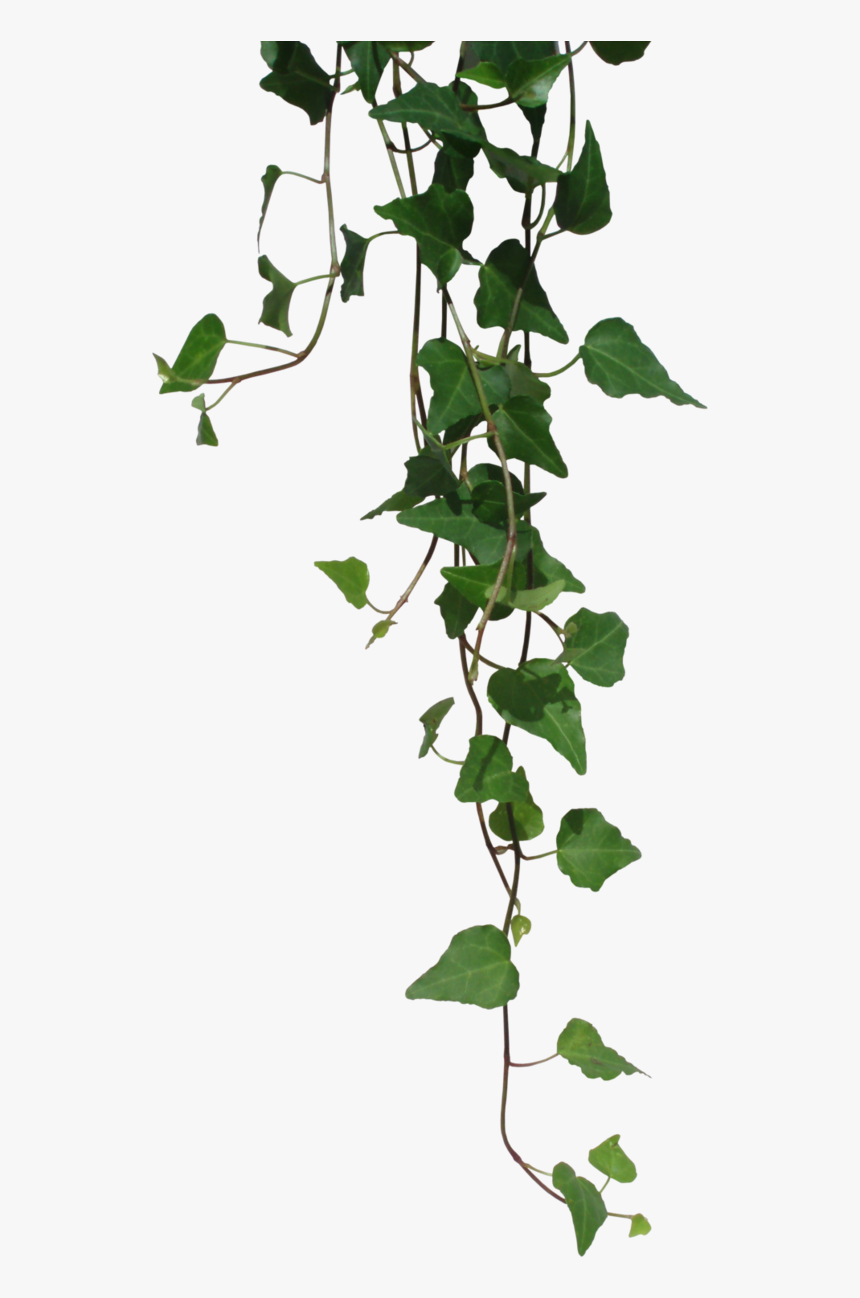 Ivy Leaves Clip Art, HD Png Download, Free Download