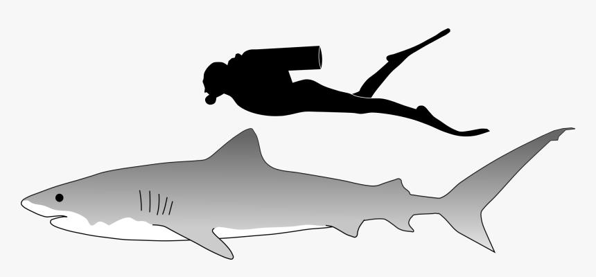 Sand Tiger Shark Sand Tiger Shark Great White Shark - Tiger Shark Size Scale, HD Png Download, Free Download