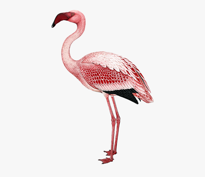 Flamingo Vintage Illustration, HD Png Download, Free Download