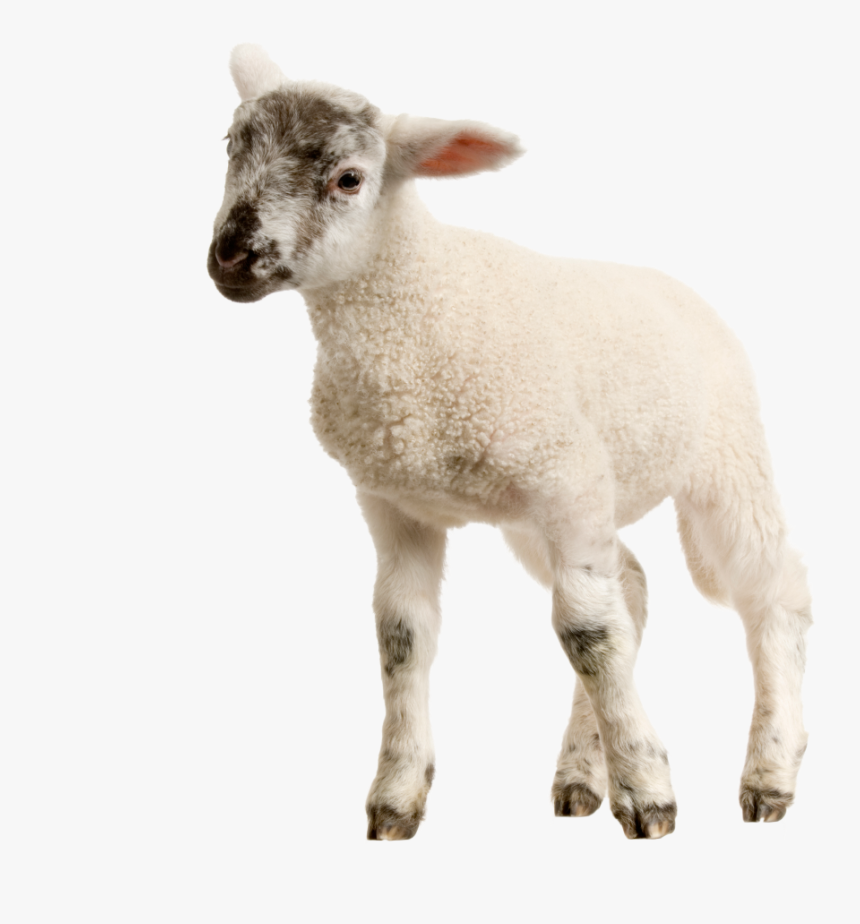 Baby Lamb Png Image - Baby Sheep Png, Transparent Png, Free Download