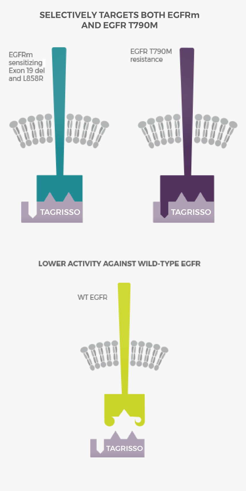 Tagrisso Mechanism Of Action, HD Png Download, Free Download