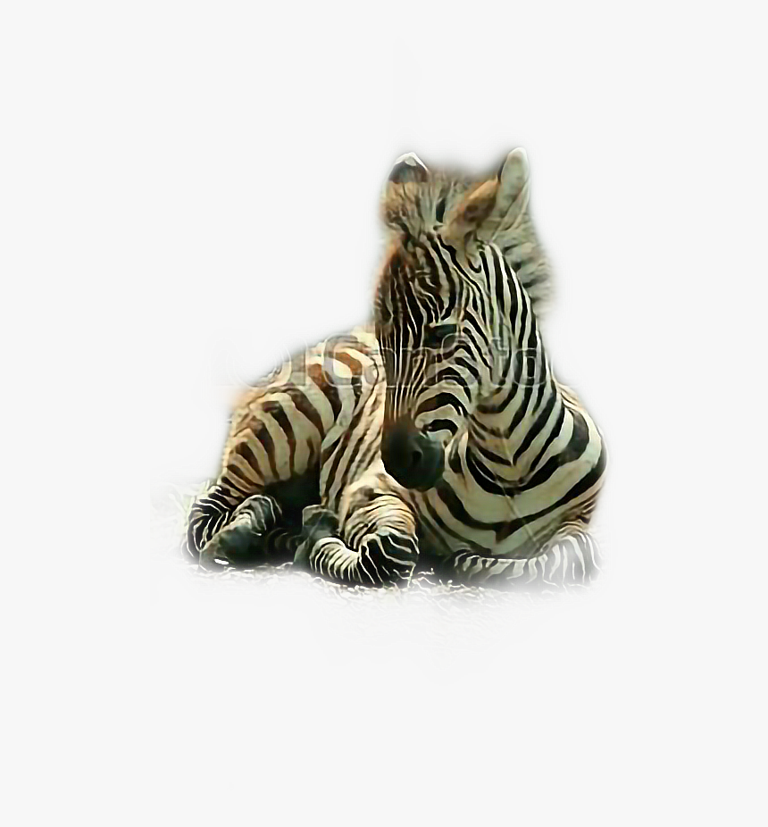 Quagga, HD Png Download, Free Download