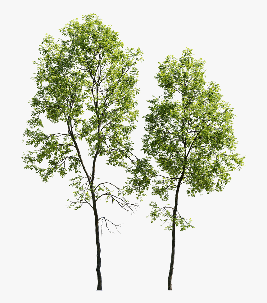 Large Tree Png, Transparent Png, Free Download