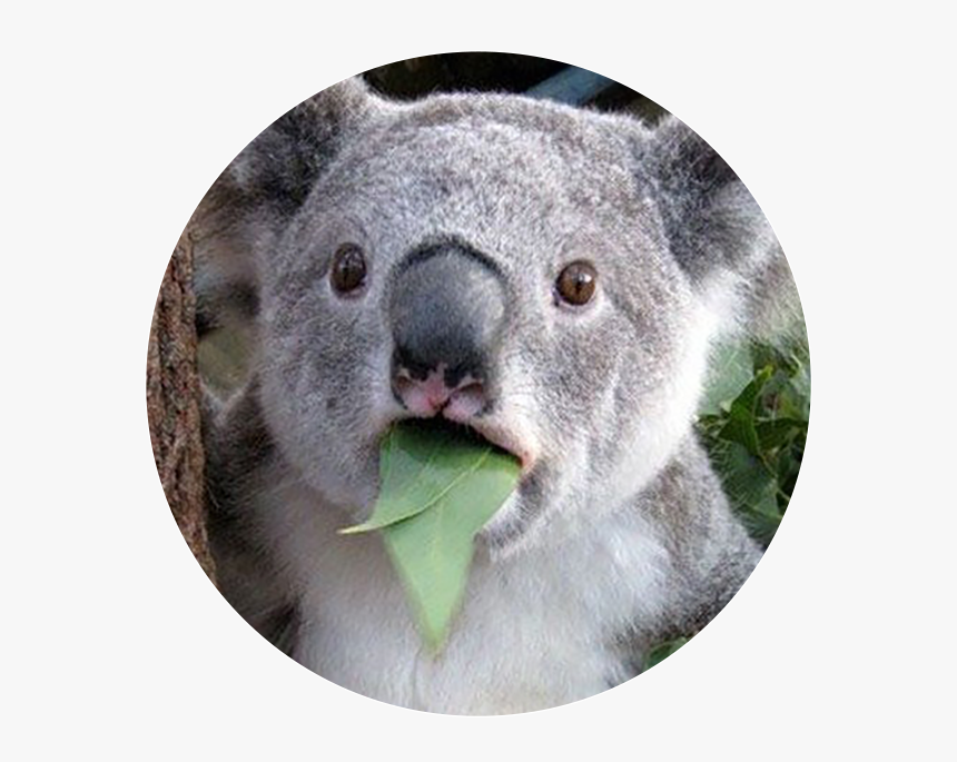 Koala Meme, HD Png Download, Free Download