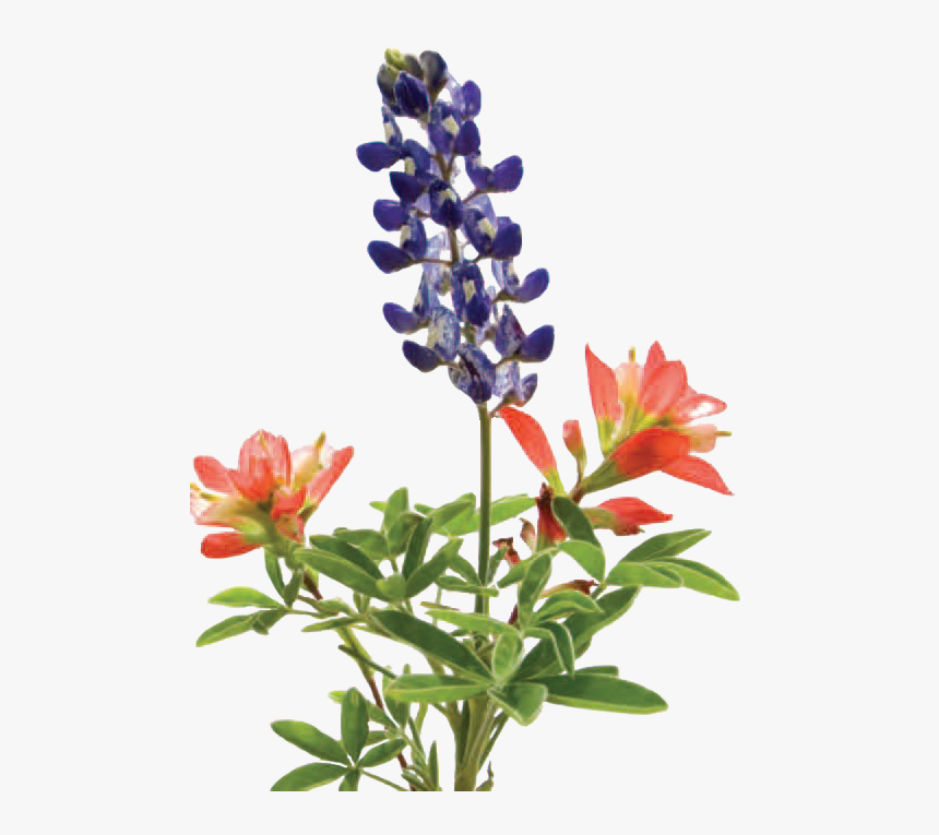 Bluebonnet, HD Png Download, Free Download