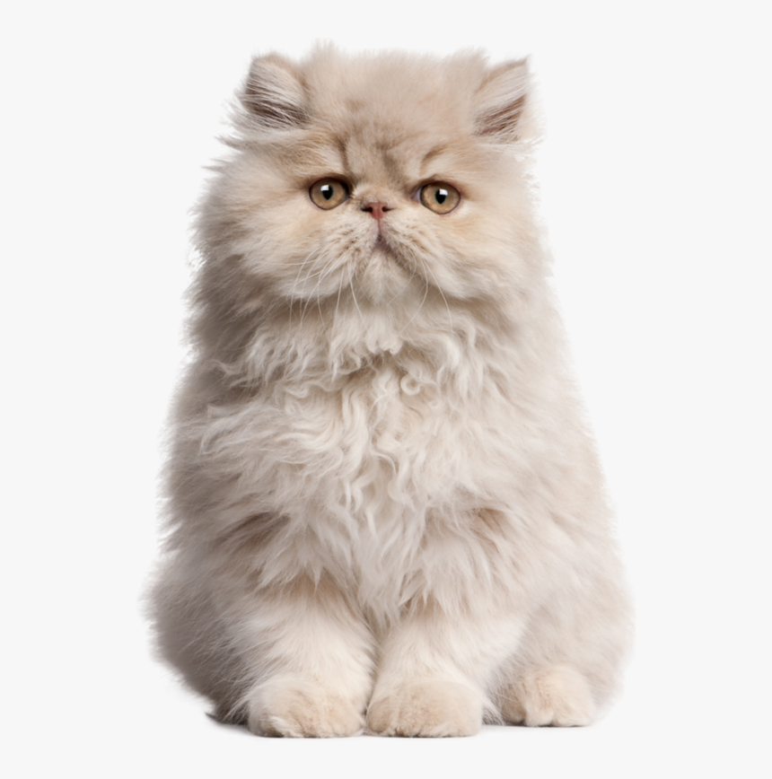 Kittens Transparent Persian - Cat Cute White Background, HD Png Download, Free Download