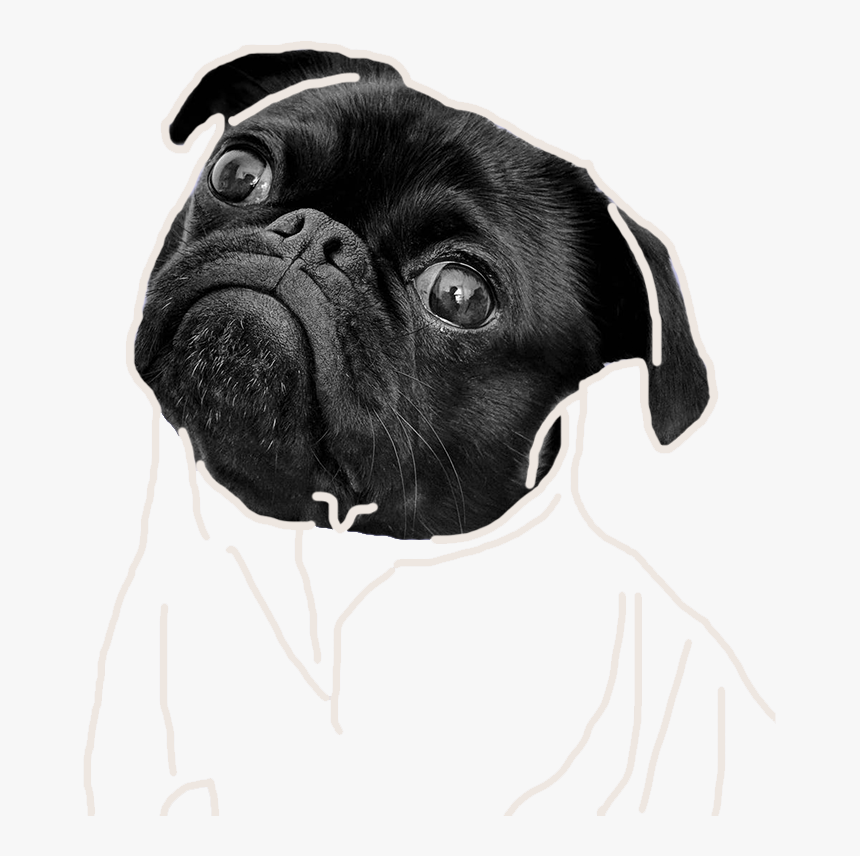 Supreme Pug, HD Png Download, Free Download