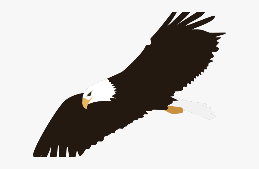 Eagle Clipart Transparent Background, HD Png Download, Free Download