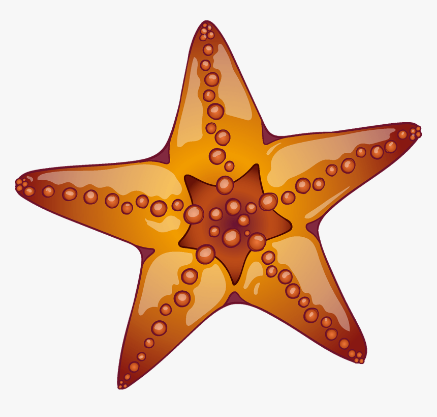 Starfish, HD Png Download, Free Download