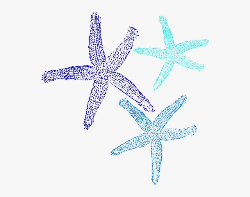 Sea Star Clipart Turquoise Image Library Library Starfish - Fish Clip Art, HD Png Download, Free Download