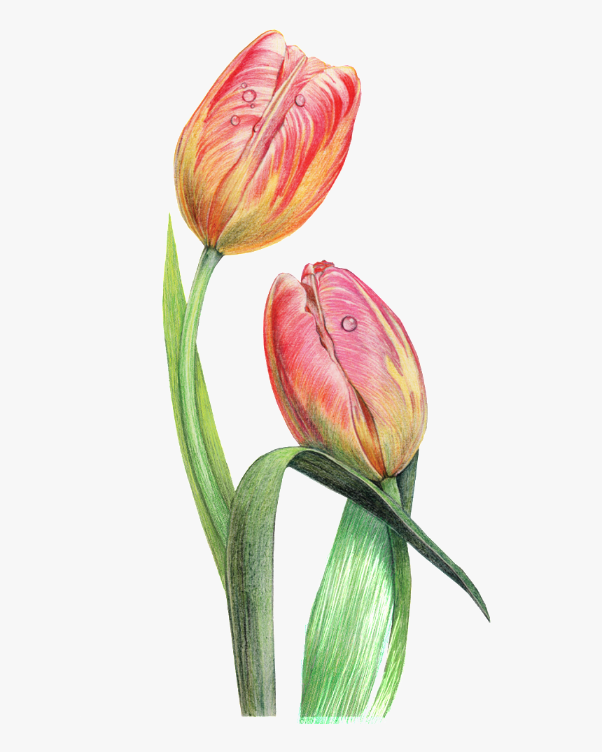 This Graphics Is Dewdrop Decorative Pattern About Flowers, - Tulip, HD Png Download, Free Download