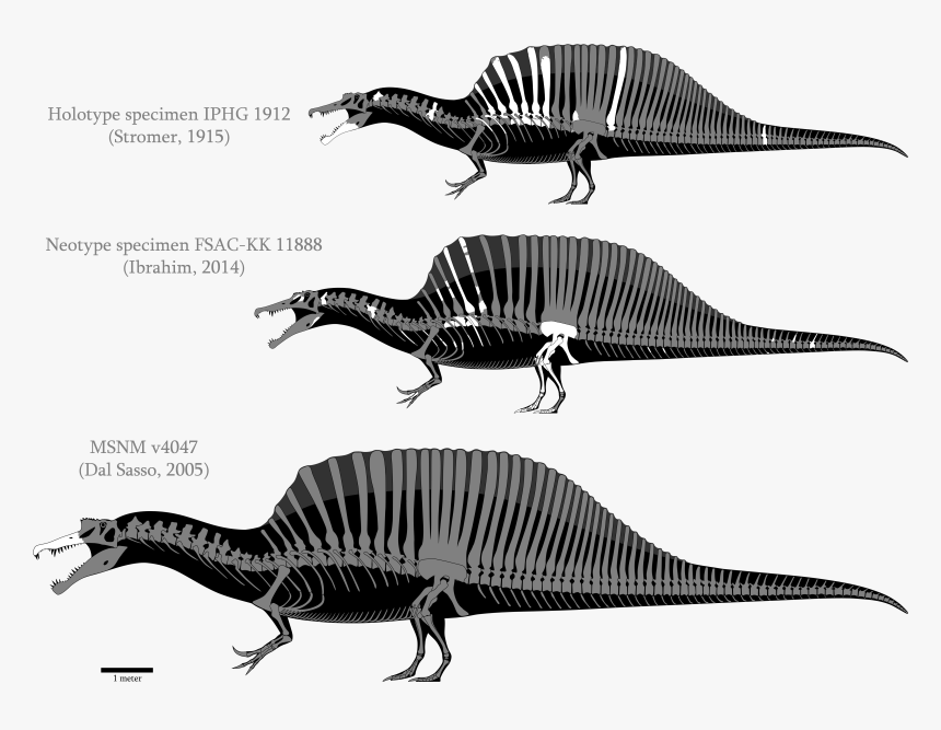 Spinosaurus Quadruped, HD Png Download, Free Download