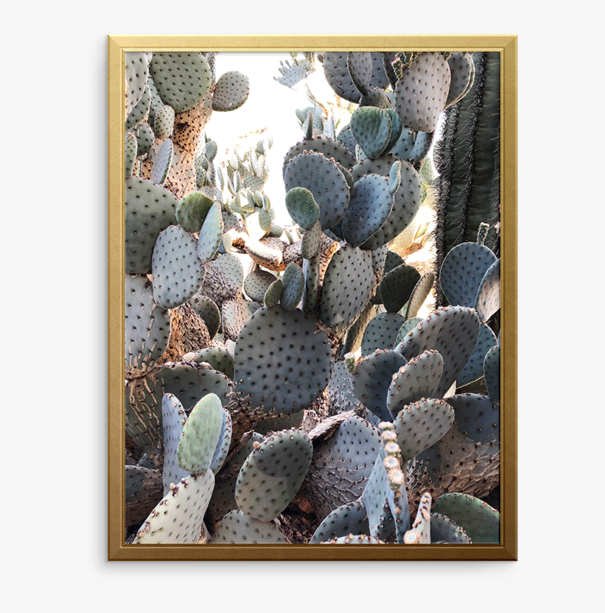 Cactus Art Print, HD Png Download, Free Download