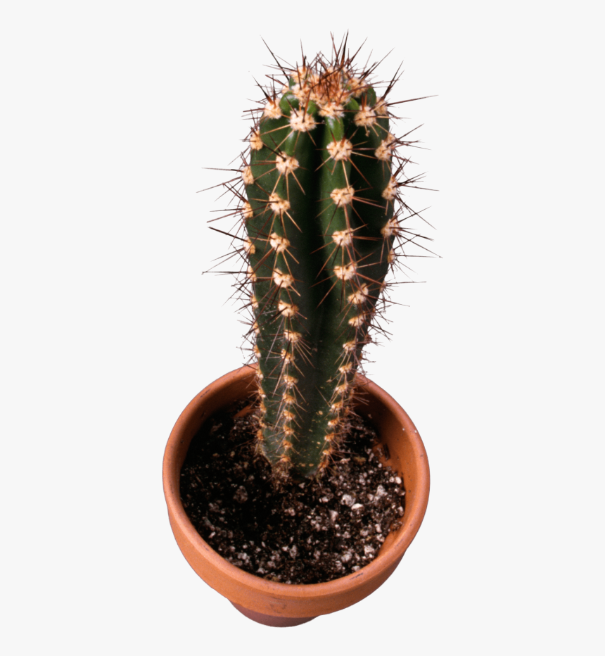 Cactus"
								 Title="cactus - Long Cactus Top View, HD Png Download, Free Download