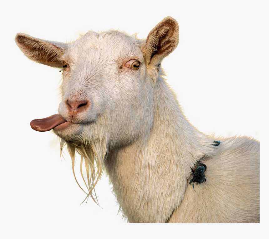 Alt Tag - Goat Png, Transparent Png, Free Download