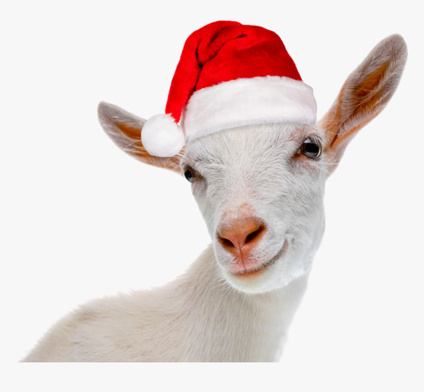 Christmas Goat Png, Transparent Png, Free Download