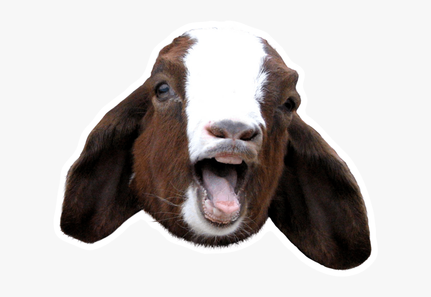 Aaaahhhhhh - Goat Scream, HD Png Download, Free Download