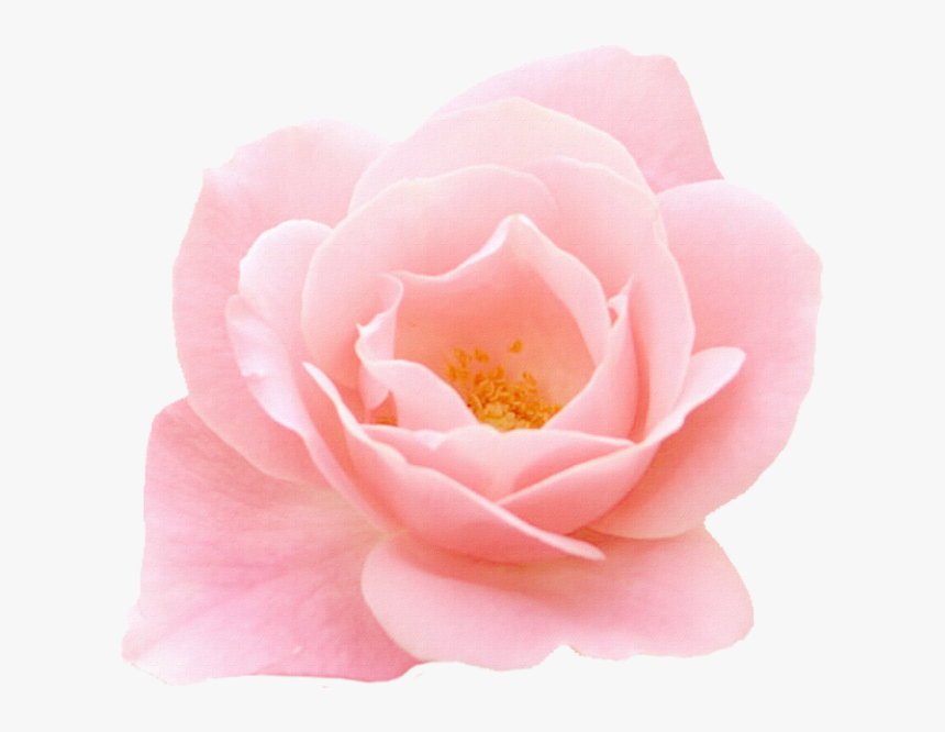 Rose, HD Png Download, Free Download