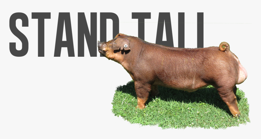 Stand Stall Showpig Boar, HD Png Download, Free Download