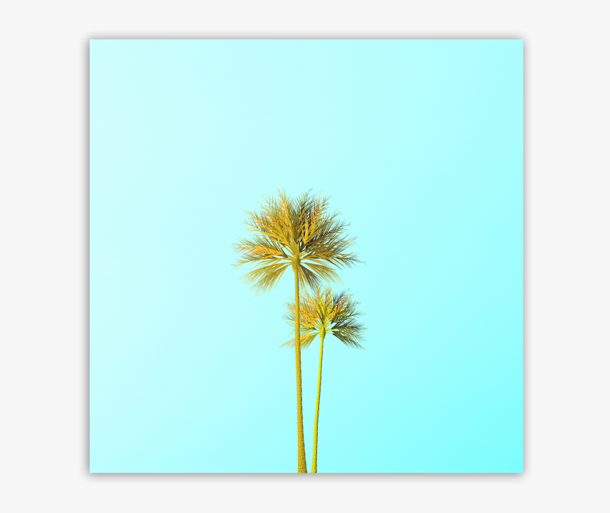 Borassus Flabellifer, HD Png Download, Free Download