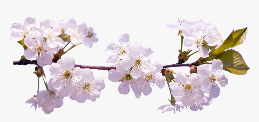Cherry Blossom Hd Png , Png Download - Sakura Flower On Transparent Background, Png Download, Free Download