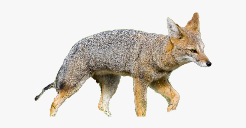 Grey Fox, HD Png Download, Free Download