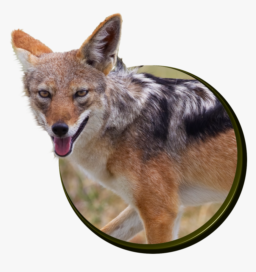 Fantastic Facts About Jackals - Jackal, HD Png Download, Free Download