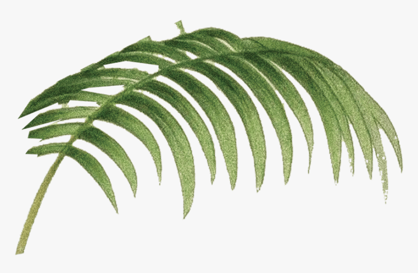 Fern, HD Png Download, Free Download