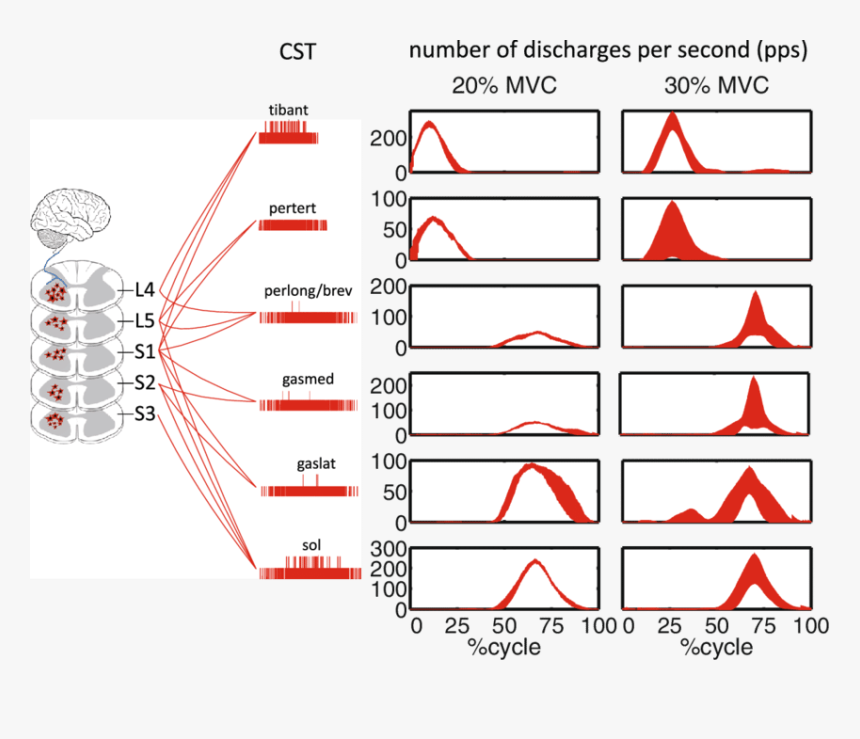 Diagram, HD Png Download, Free Download