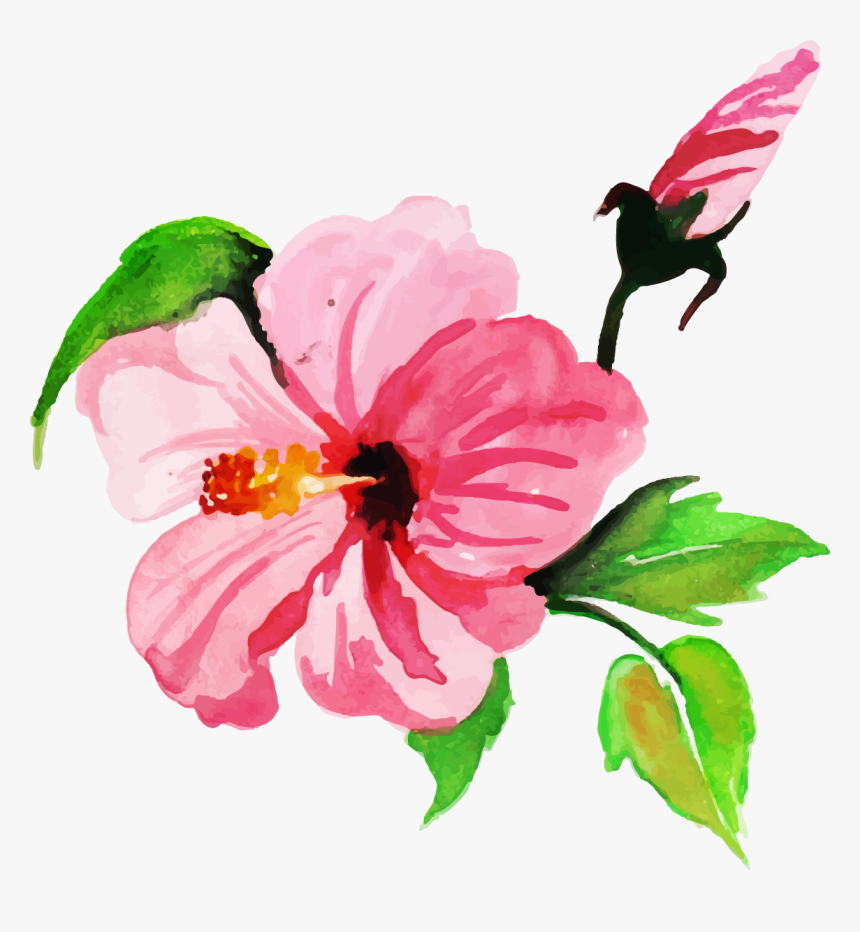 Chinese Hibiscus, HD Png Download, Free Download