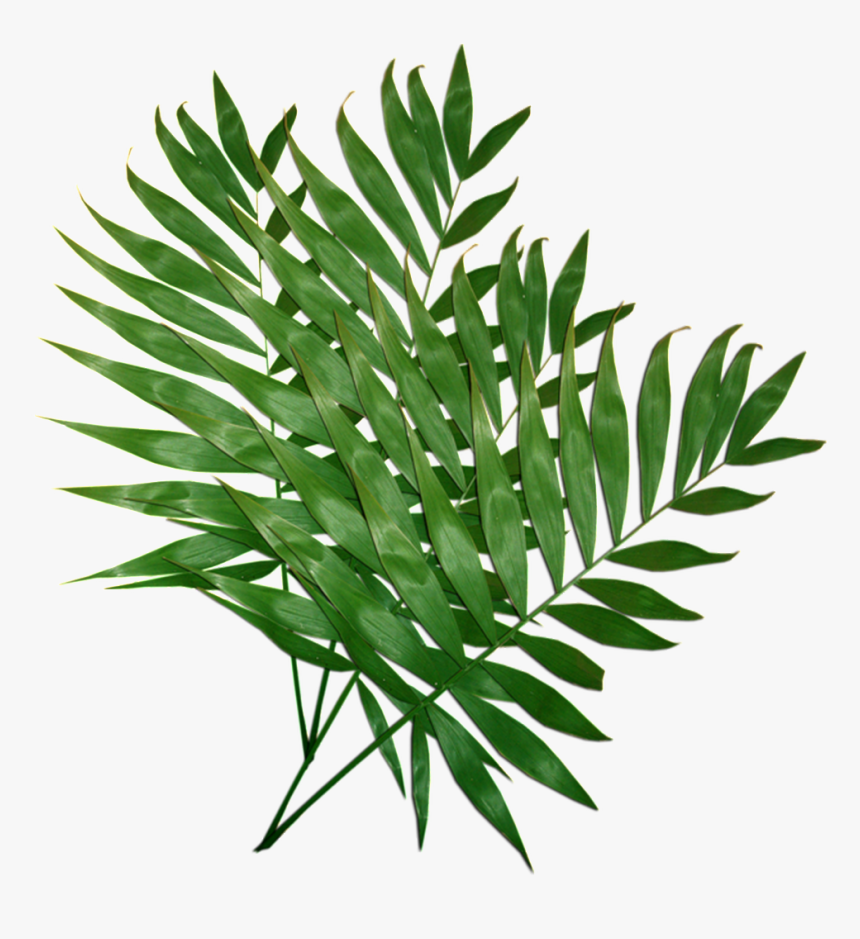 Leafy Leaves Transparent Plant Vector - Costela De Adão .png, Png Download, Free Download