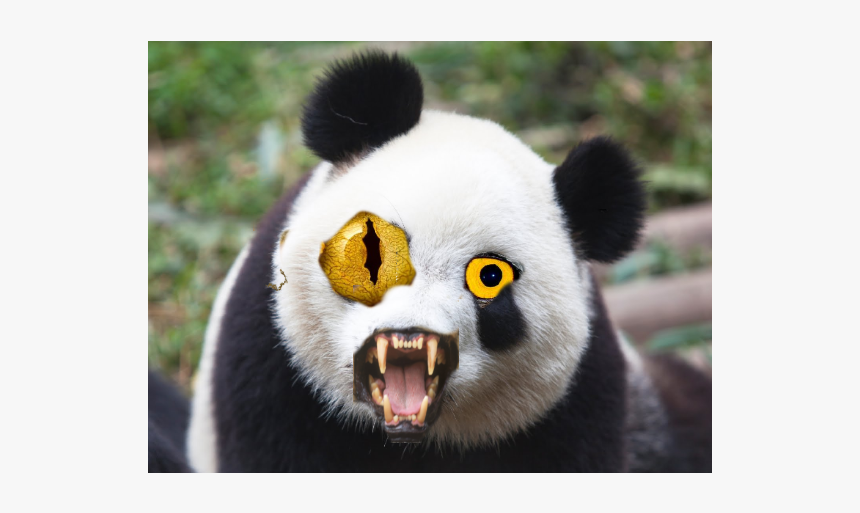 Face Panda Front View, HD Png Download, Free Download