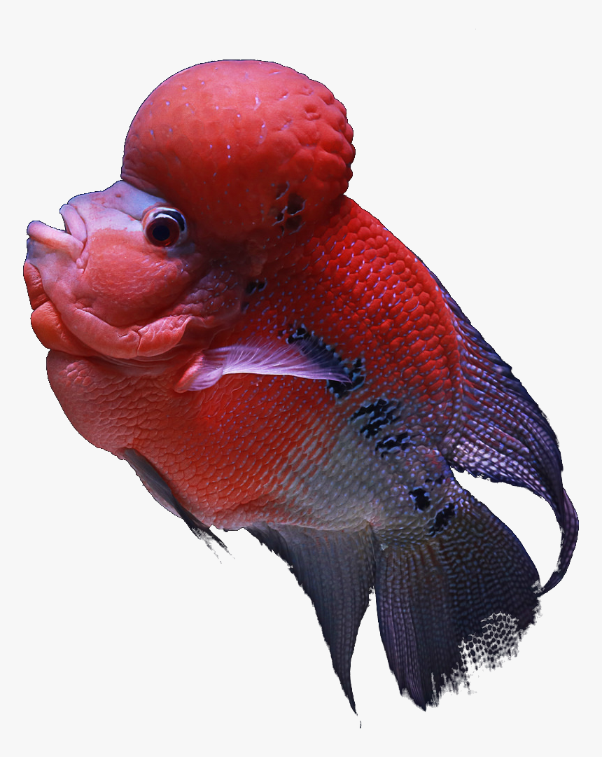 8 Png - Indian Aquarium Fish Png, Transparent Png, Free Download