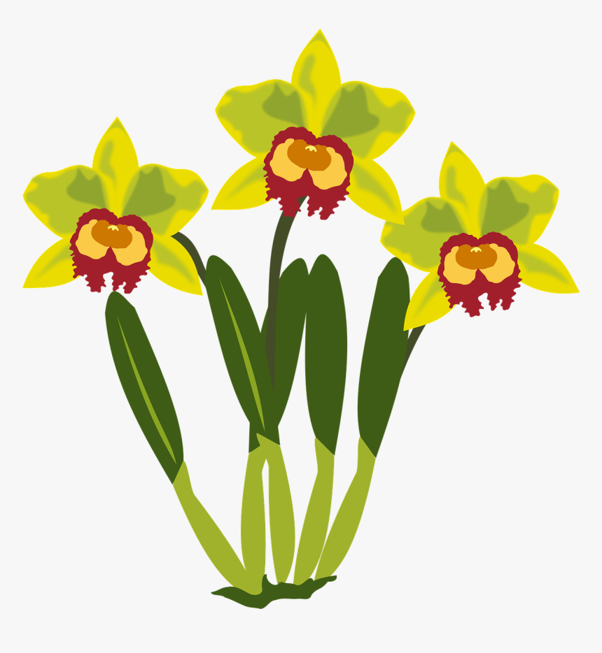 Cattleya Clipart, HD Png Download, Free Download