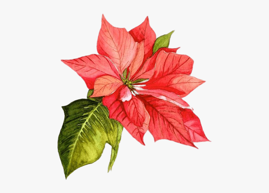 Christmas Poinsettia Png Picture - Christmas Flower Watercolor Png, Transparent Png, Free Download