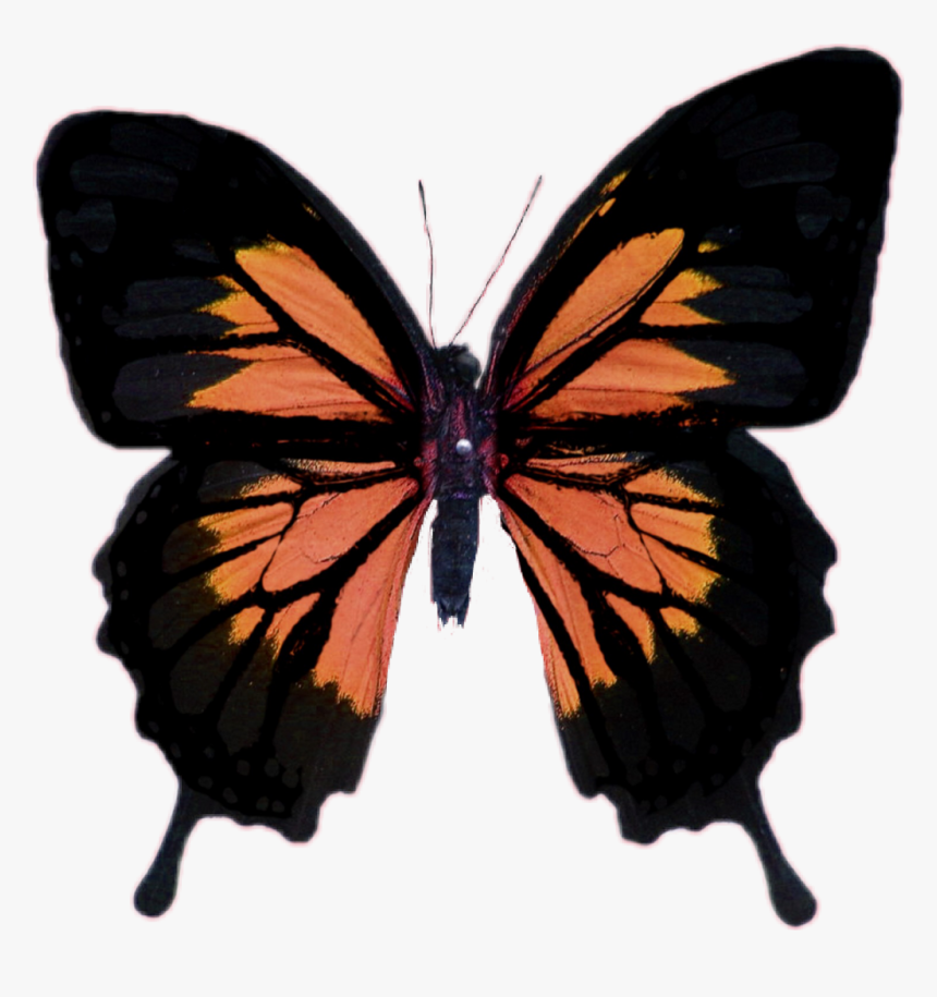 Papilio Ullyses , Png Download - Butterfly With Its Wings Spread, Transparent Png, Free Download