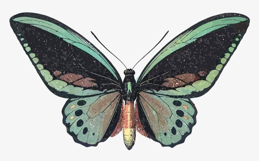 Ornithoptera Priamus - Queen Alexandra Birdwing Background, HD Png Download, Free Download