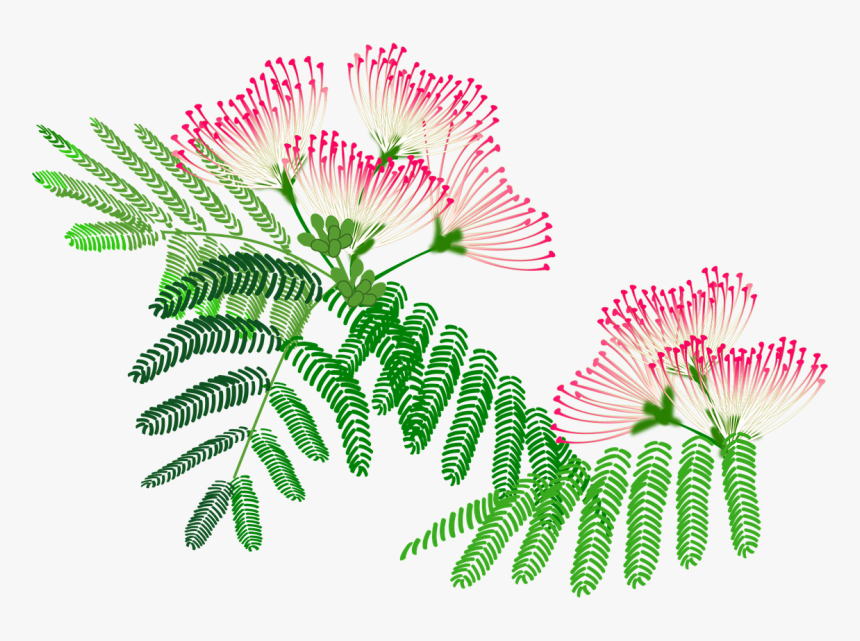 Albizia Lebbeck Pink Flower, HD Png Download, Free Download