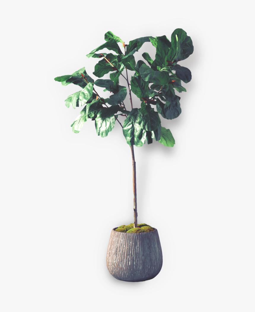 Fiddle Leaf Fig - Houseplant, HD Png Download, Free Download