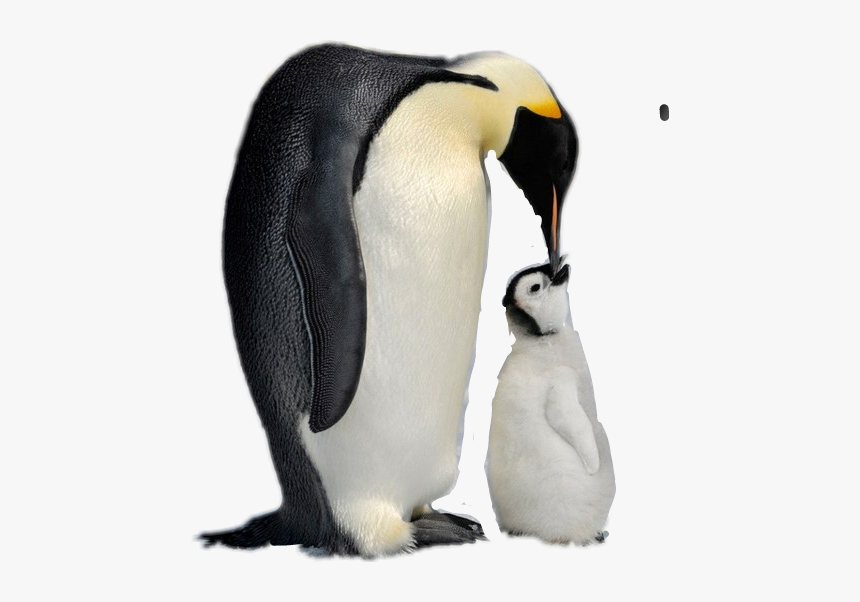 #penguin - Emperor Penguin, HD Png Download, Free Download