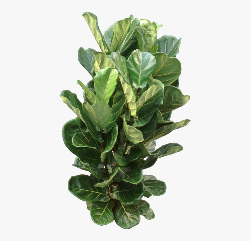 Fiddle-leaf Fig, HD Png Download, Free Download