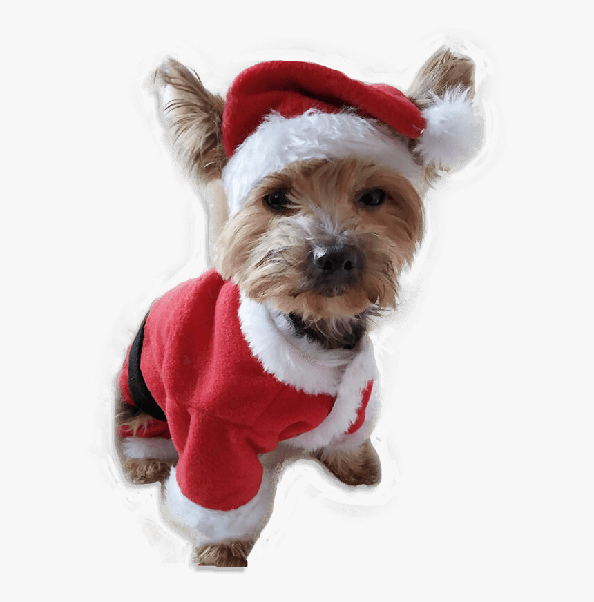 Disfraz Papá Noel Para Perro - Companion Dog, HD Png Download, Free Download
