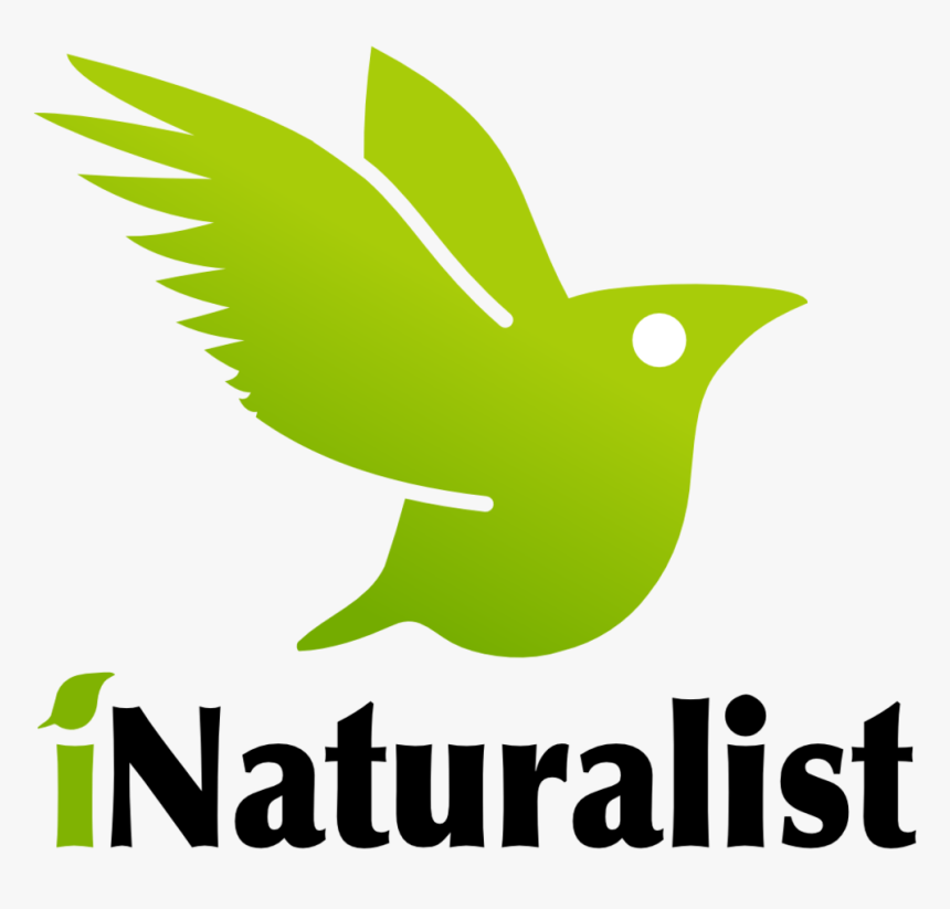 154-original - Inaturalist Logo, HD Png Download, Free Download