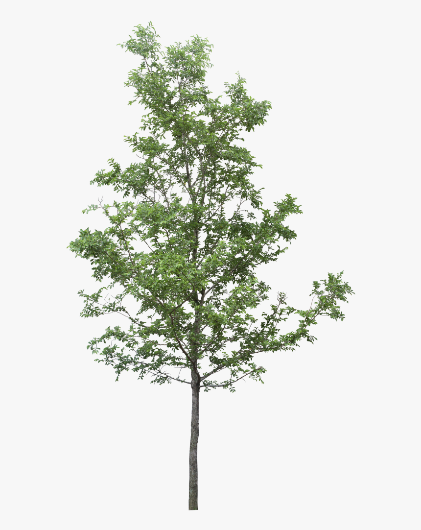 Tree Png Download - Trees Png For Photoshop, Transparent Png, Free Download