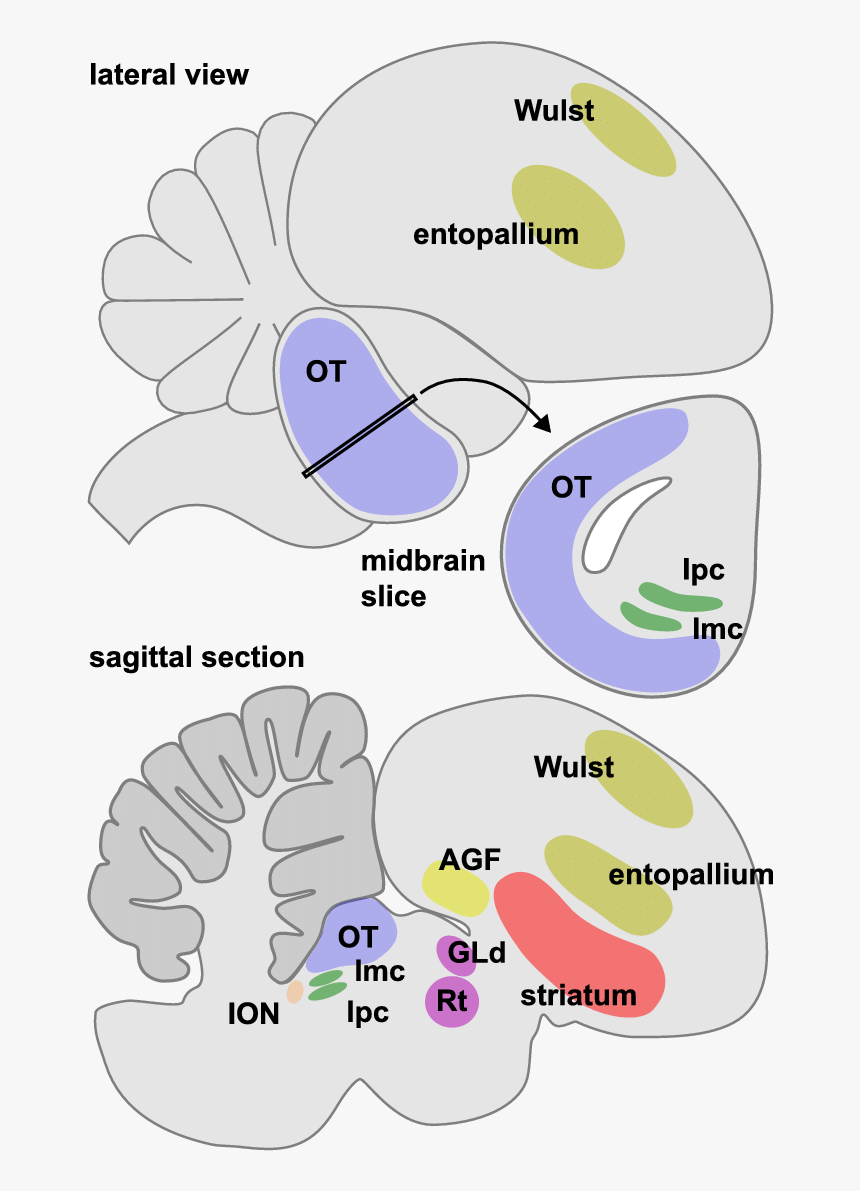 Diagram, HD Png Download, Free Download