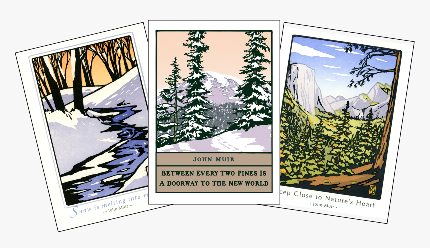 John Muir Assortment - Colorado Spruce, HD Png Download, Free Download