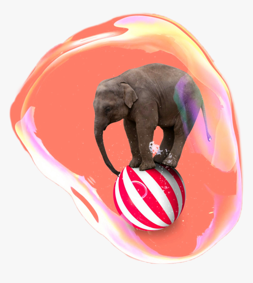 #elefante - Elephant On A Ball, HD Png Download, Free Download