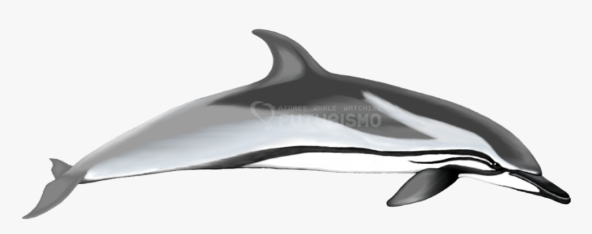 Striped Dolphin, HD Png Download, Free Download