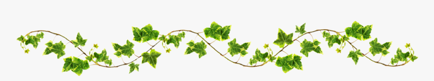 Cartoon Vines Png - Vine Png, Transparent Png, Free Download