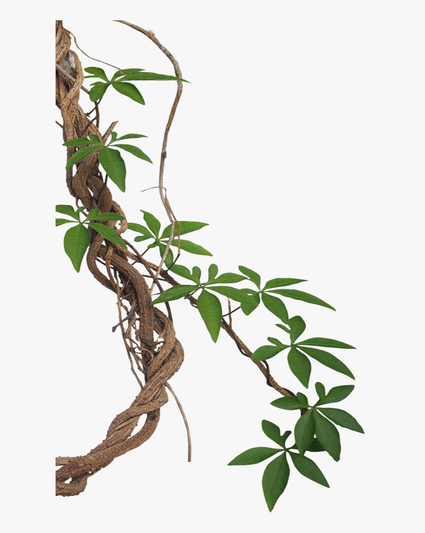 #mq #lian #vines #leaf #border #borders - Transparent Background Jungle Vines Png, Png Download, Free Download